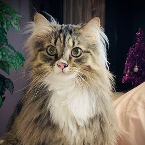 Meet your Posher, Lisa